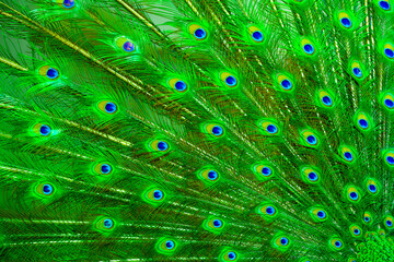 Obraz premium Peacock feathers texture. Plumage of tropical unusual fairy birds of multi-colored blue yellow green feathers as a background. Peacock tail.