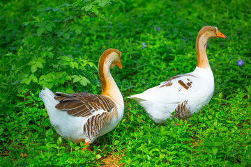Geese and ducks walk on the grass in a green meadow in the pasture. Livestock raising and farming...