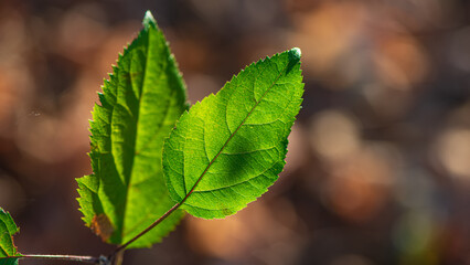 Two green leaves of a bush on a dark background.