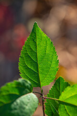 Two green leaves of a bush on a dark background.