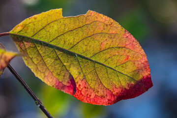 One autumn leaf of a bush on a blurred background.