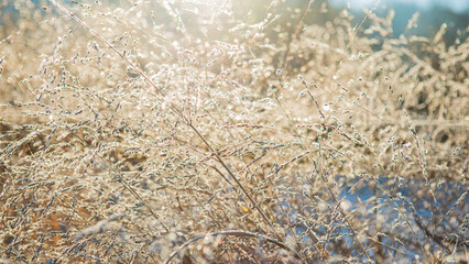 Golden ears of dry grass in sunlight. Natural background.
