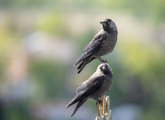 two jackdaws are sitting on the cross of the temple