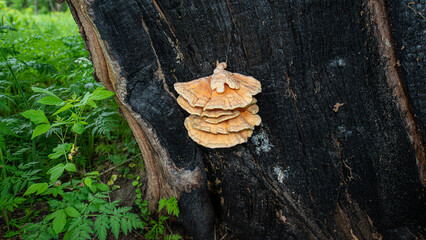 Tree mushrooms on a burnt tree trunk.