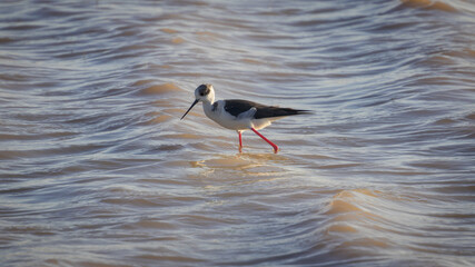Black-Winged Stilt Spotted at Aiguamolls de l'Emporda, Catalonia