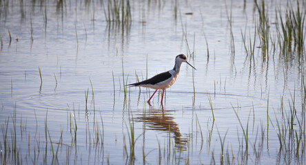 Black-Winged Stilt Spotted at Aiguamolls de l'Emporda, Catalonia