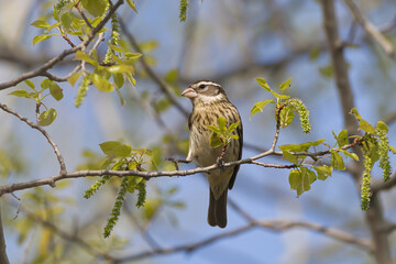 Rose-Breasted Grosbeak perched in a budding tree