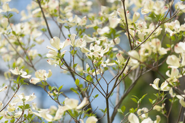 white flowering dogwood in the park