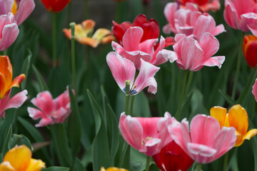 tulips with missing petals in the park