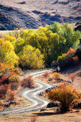 Naklejka premium curve road leading to yellow trees in autumn,