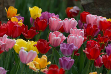 Fototapeta premium fading tulips in the park
