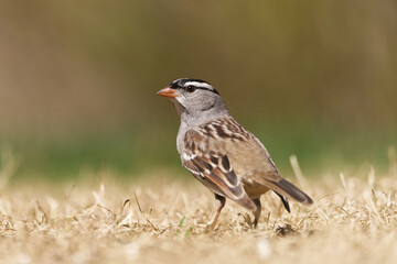 White-Crowned Sparrow foraging on the ground. Captured in Richmond Hill, Ontario, Canada.