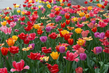 field of faded tulips in the park