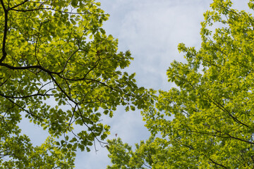 green oak leaves against blue sky
