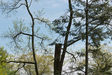 various trees in the park - springtime