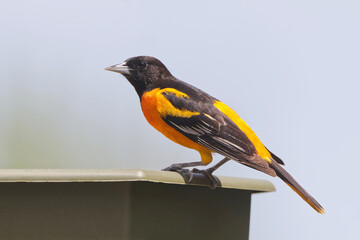 Baltimore Oriole