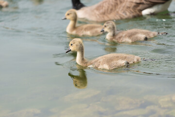 goslings swimming on the surface of water