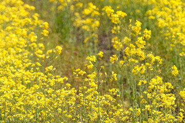 菜の花畑　春　4月