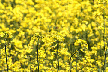 菜の花畑　春　4月