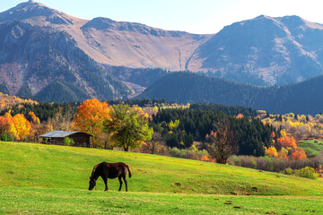 autumn trees in a house and horse in the foreground, large mountain landscape in the back