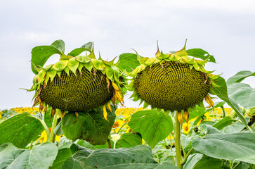 Yellow sunflowers in full bloom in sunny summer. Two sunflowers leaning