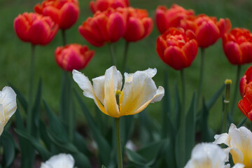 faded tulips in the garden park
