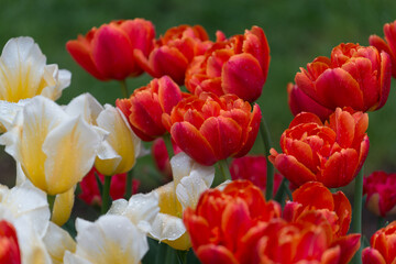 double orange red and simple yellow white tulips in the garden park