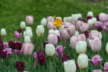 field of tulips in the garden park
