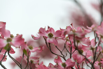 pink dogwood blossoms on a white sky