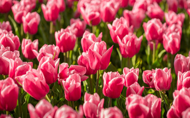 Fototapeta premium Blooming tulips. Spring floral background. Field of bright beautiful tulips close-up. Colorful tulips at the Holland Flower Festival. long banner