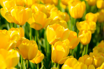 Blooming tulips. Spring floral background. Field of bright beautiful tulips close-up. Colorful tulips at the Holland Flower Festival. long banner