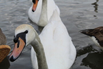 swan on the lake