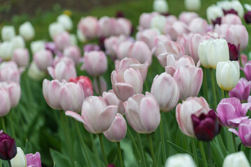 pink and white tulips under overcast conditions