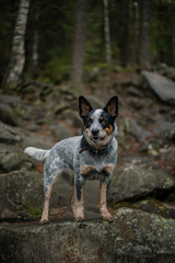 Naklejka na ściany i meble Australian cattle dog in the forest. Hiking dog. Blue heeler dog breed. Carpathian mountains