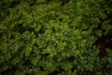 Bush of a ripe bilberry in the summer closeup