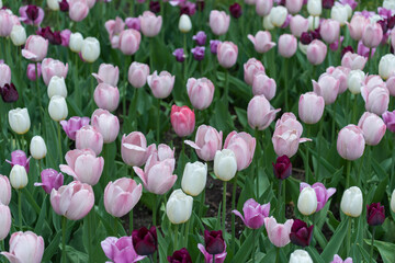 field of slightly faded tulips in the garden park under cloudy conditions