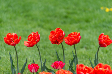 Fototapeta na wymiar tulips and grass in the park
