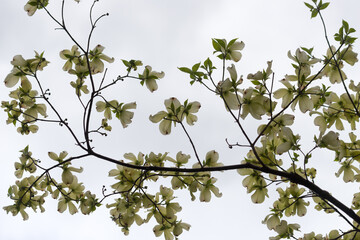 flowering dogwood blossoms on a branch