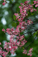 pink flowering dogwood after the rain - grainy effect