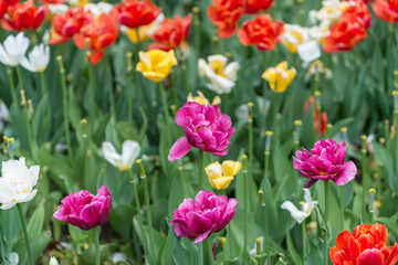 tulips after the peak of beauty