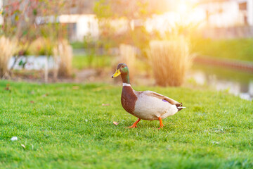 Duch on the green grass. wild duck on a green meadow