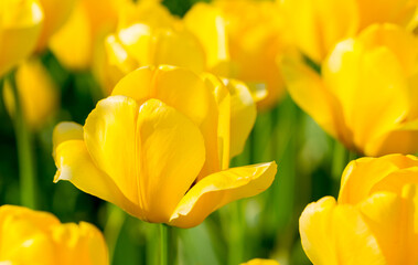 Blooming tulips. Spring floral background. Field of bright beautiful tulips close-up. Colorful tulips at the Holland Flower Festival. long banner