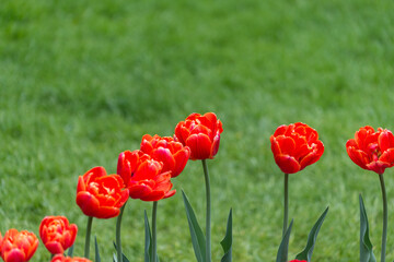 double red-orange tulips on a grassy background