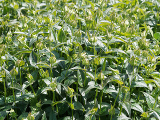 (Monarda fistulosa) Tiges et  bourgeons non éclos de monardes ou bergamotes fistuleuses dans un...