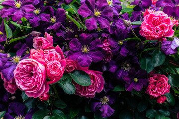 春の花壇に咲く紫色のクレマチスとピンクのバラ