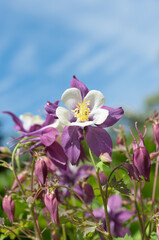 white/purple columbine (Aquilegia) on a blue sky in spring
