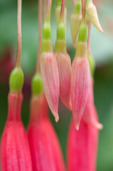fuchsia flower buds close up
