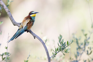 The bee-eaters, merops apiaster  on an olive tree