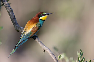 The bee-eaters, merops apiaster  on an olive tree