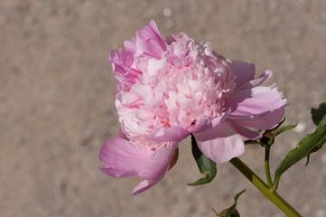 close up of a double pink peony